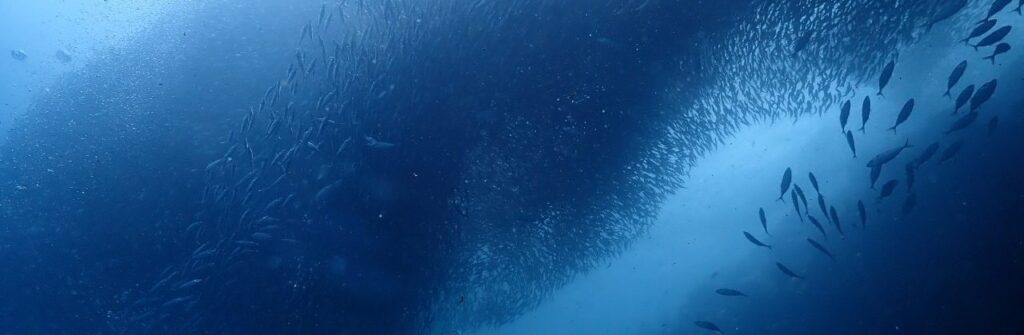 Đi biển 20/10/2025