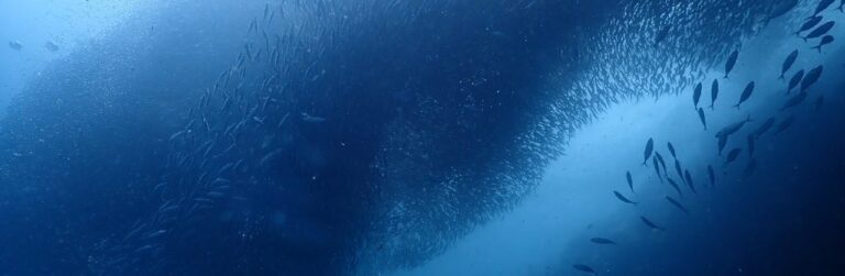 Đi biển 20/10/2025